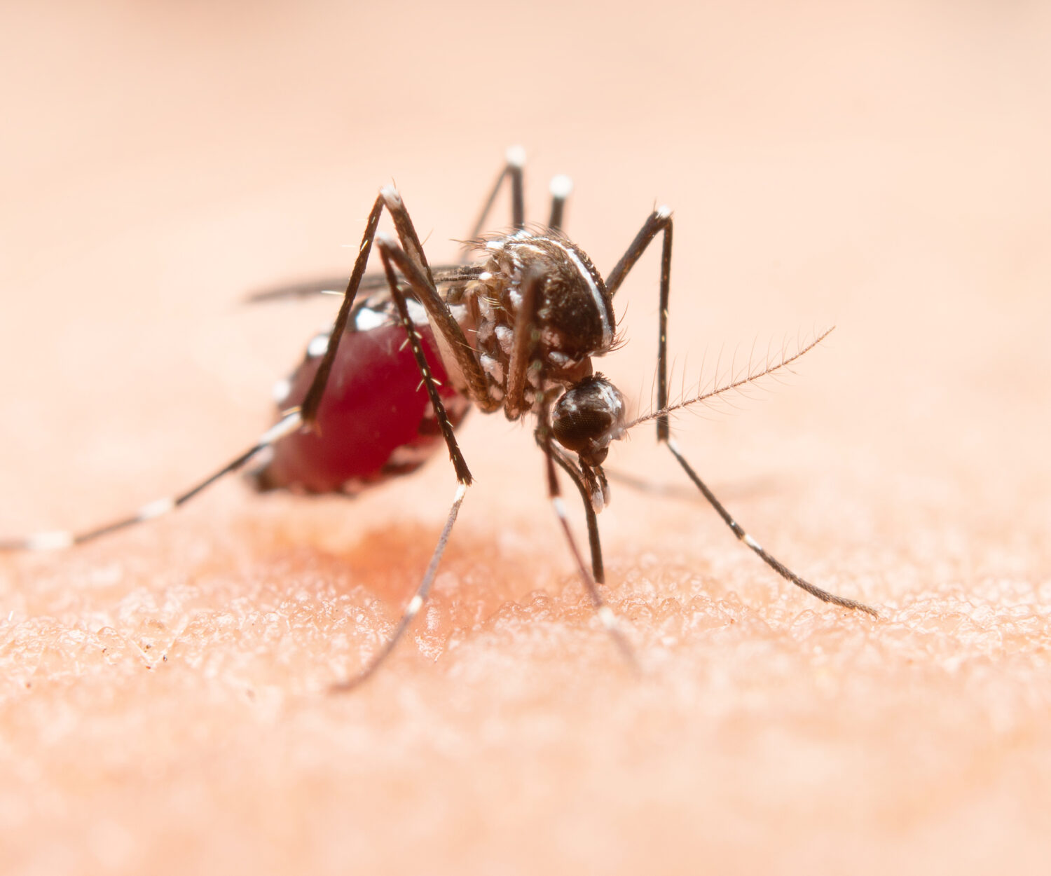Close-up of a mosquito on human skin